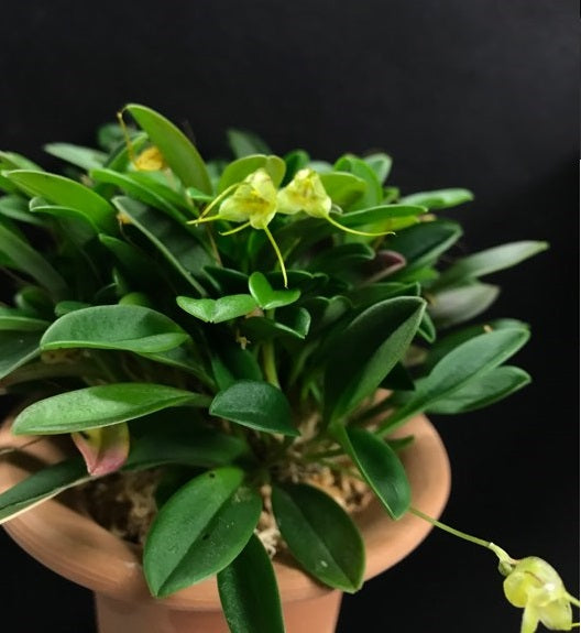 Masdevallia nidifica f. alba