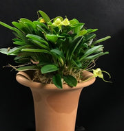 Masdevallia nidifica f. alba