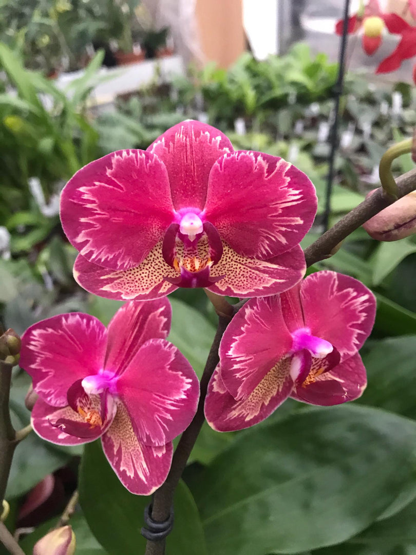 Phalaenopsis Miyo