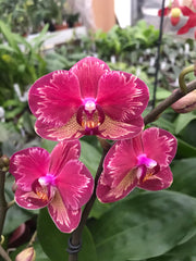 Phalaenopsis Miyo