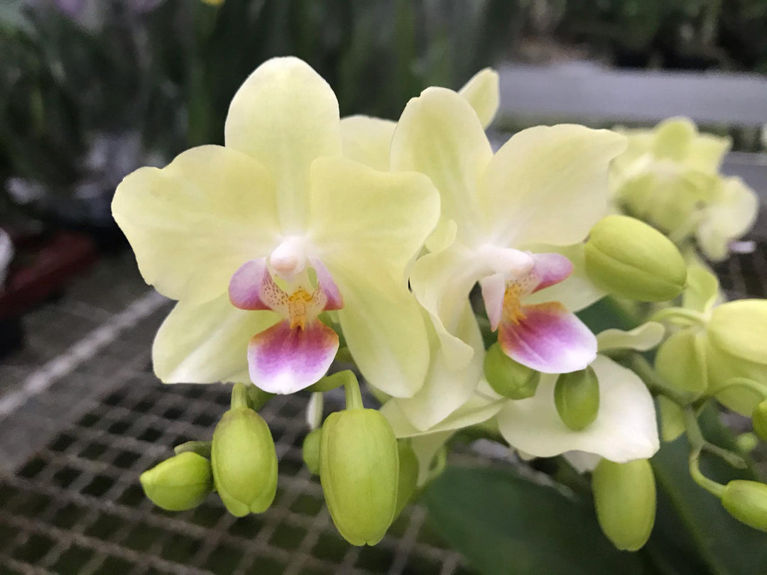 Phalaenopsis Freedanzo