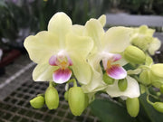 Phalaenopsis Freedanzo