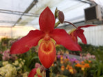 Carica l&#39;immagine nel visualizzatore Galleria, Phragmipedium Memoria Dick Clements (Phrag. bessae x Phrag. sargentianum)
