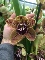 Load image into Gallery viewer, Cymbidium Los Angeles