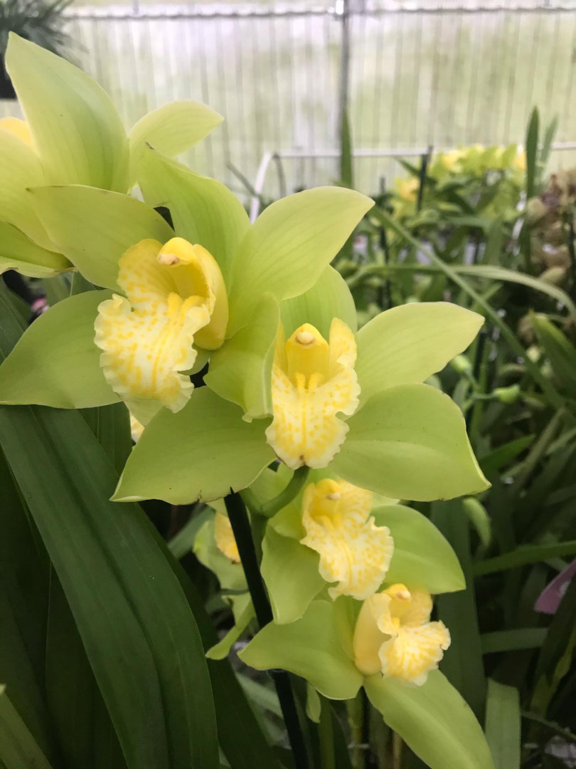 Cymbidium lowianum f. concolor
