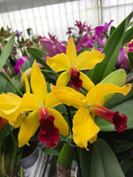 Carica l'immagine nel visualizzatore Galleria, Laeliocattleya Golddigger 'Orchid Jungle'
