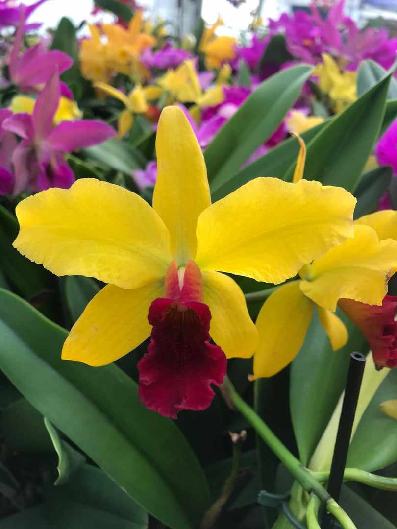 Laeliocattleya Golddigger 'Orchid Jungle'