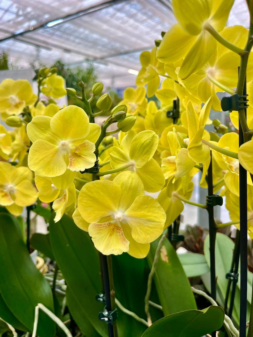 Phalaenopsis Younghome Lemon Yellow - Big Lip