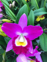 Carica l&#39;immagine nel visualizzatore Galleria, Potinara Hsinying Pink Doll
