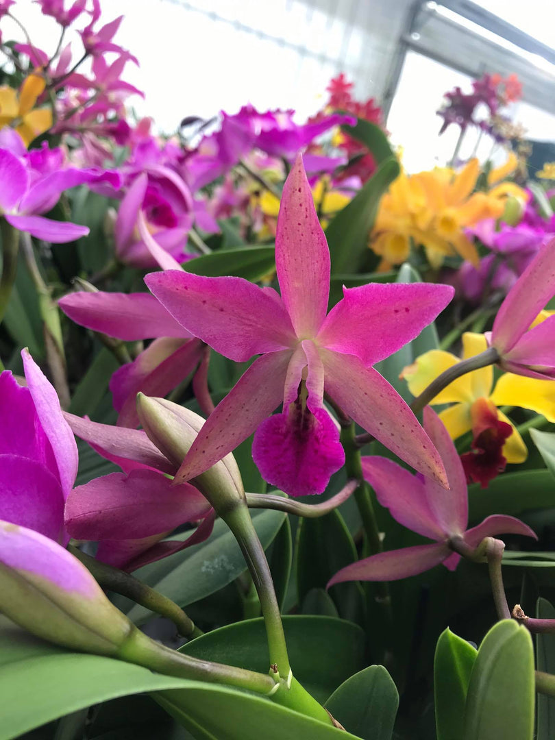 Brassocatanthe Kina Uchina (Brassanthe Maikai × Cattlianthe Little Susie)