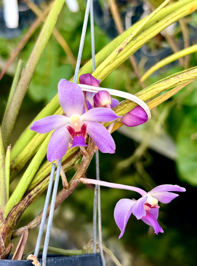 Paraphalaenopsis serpentilingua x Rhynchostylis coelestis