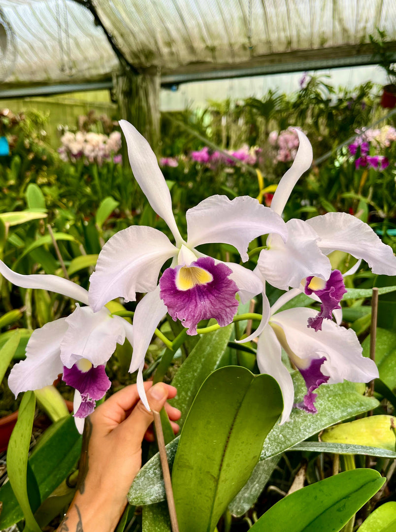 Laelia purpurata Werkhäuseri x Cattleya warneri coerulea