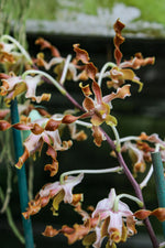 Carica l'immagine nel visualizzatore Galleria, Dendrobium Spatulata Hybrid