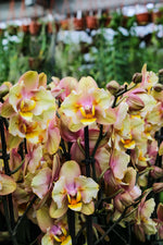 Carica l'immagine nel visualizzatore Galleria, Phalaenopsis Fonda - Peloric