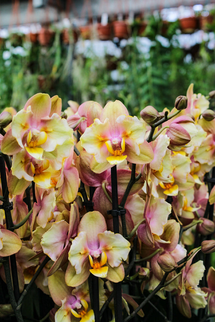 Phalaenopsis Fonda - Peloric