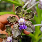 Carica l'immagine nel visualizzatore Galleria, Vanda mariae x tessellata