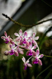 Seidenfadenia mitrata x Vanda lamellata var boxallii