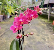 Phalaenopsis Daisy Rose
