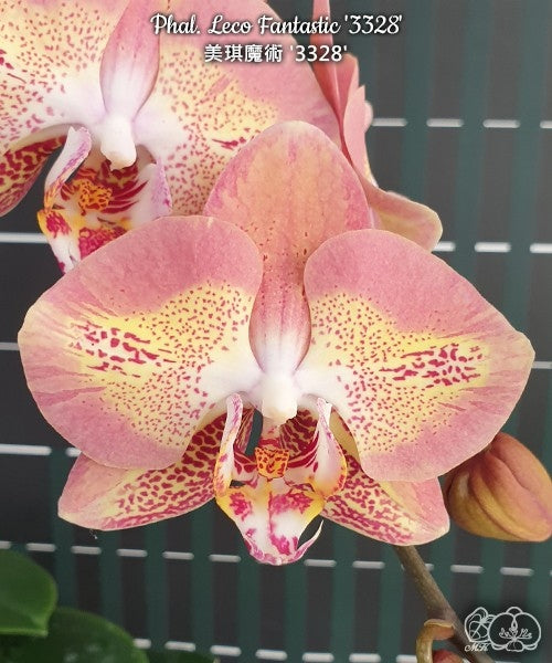 Phalaenopsis Leco Fantastic 'Ll045-2'