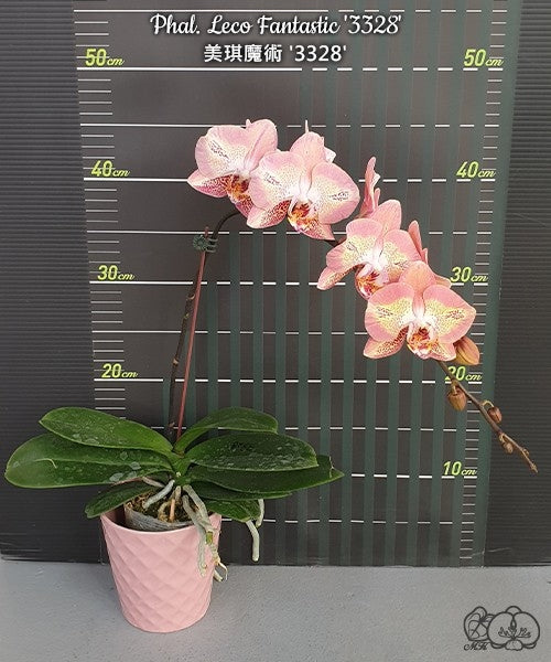 Phalaenopsis Leco Fantastic 'Ll045-2'