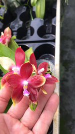 Carica l&#39;immagine nel visualizzatore Galleria, Phalaenopsis Tying Shin Fly Eagle × Phal. tetraspis &#39;C1&#39;
