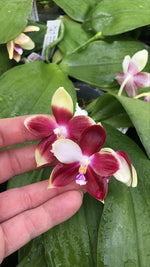 Carica l&#39;immagine nel visualizzatore Galleria, Phalaenopsis Tying Shin Fly Eagle × Phal. tetraspis &#39;C1&#39;
