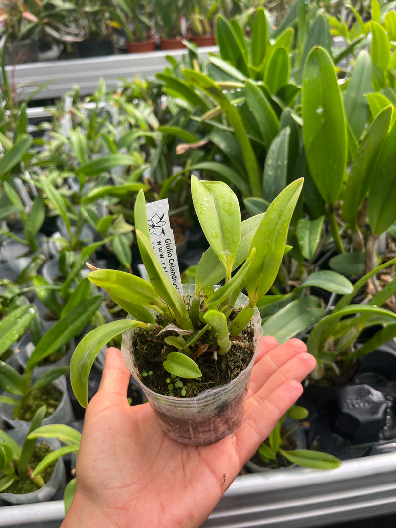 Cattleya California Ember 'Mini Me' AM/AOS