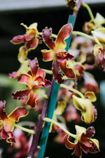 Carica l'immagine nel visualizzatore Galleria, Dendrobium Spatulata Hybrid