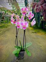 Load image into Gallery viewer, Phalaenopsis Ching Ann Vichris Dress (Peloric) - Big Lip