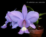 Chargez l'image dans la visionneuse de galerie, Cattleya nobilior var. coerulea