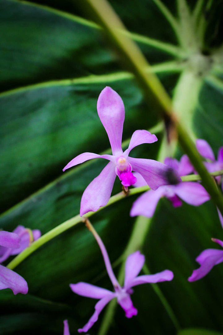 Vanda coerulescens x Neostylis Lou Sneary Blue