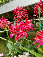 Carica l'immagine nel visualizzatore Galleria, Enanthleya Jairak Kyogu (Guaricyclia Kyoguchi x Cattleya Thospol Spot)