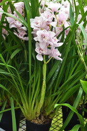 Cymbidium Strathdon 'Cooksbridge Fantasy' - Peloric