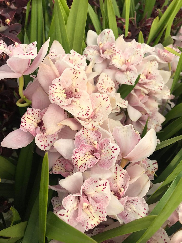 Cymbidium Strathdon 'Cooksbridge Fantasy' - Peloric