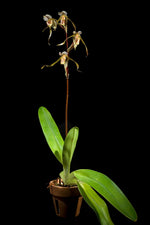 Chargez l'image dans la visionneuse de galerie, Paphiopedilum gigantifolium x soi