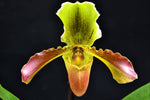 Carica l'immagine nel visualizzatore Galleria, Paphiopedilum Hans Strahl (Paph. esquirolei x Bidborough)