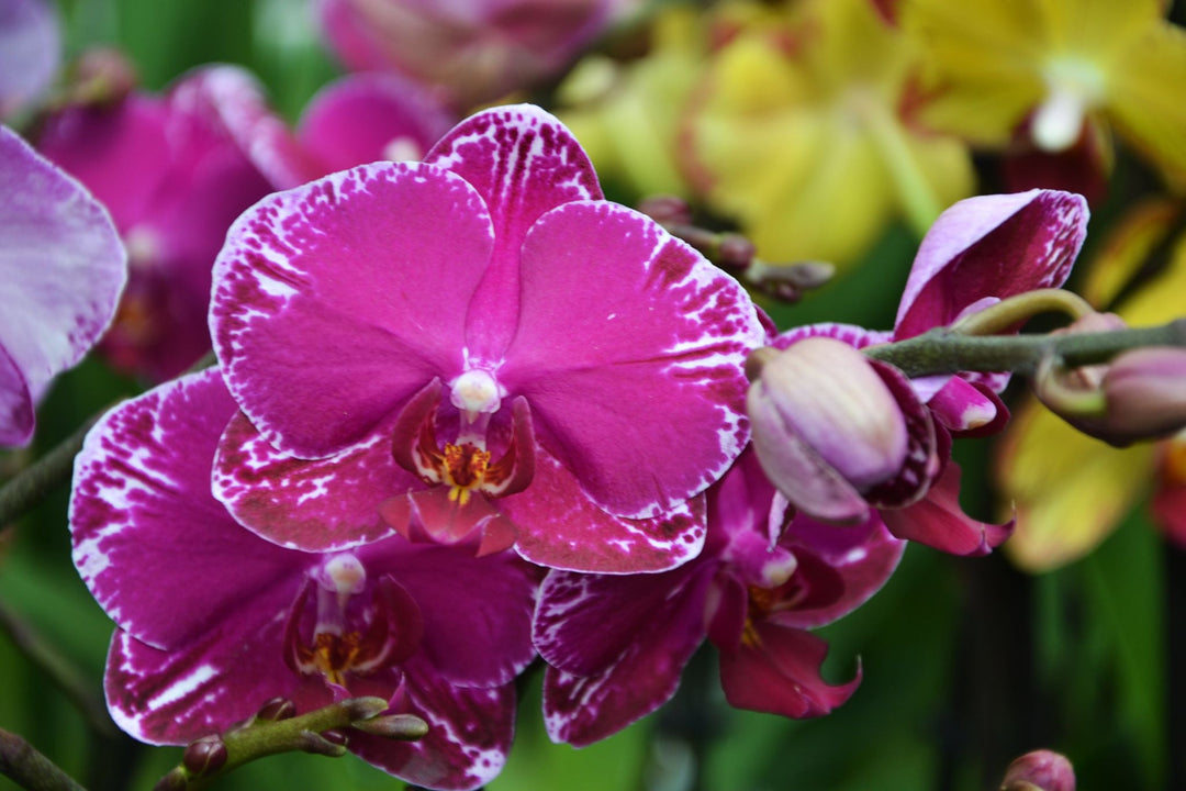 Phalaenopsis Asian Violin