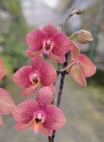 Carica l'immagine nel visualizzatore Galleria, Phalaenopsis Toulon
