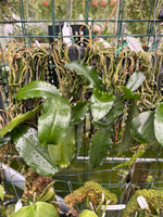 Carica l'immagine nel visualizzatore Galleria, Phalaenopsis deliciosa