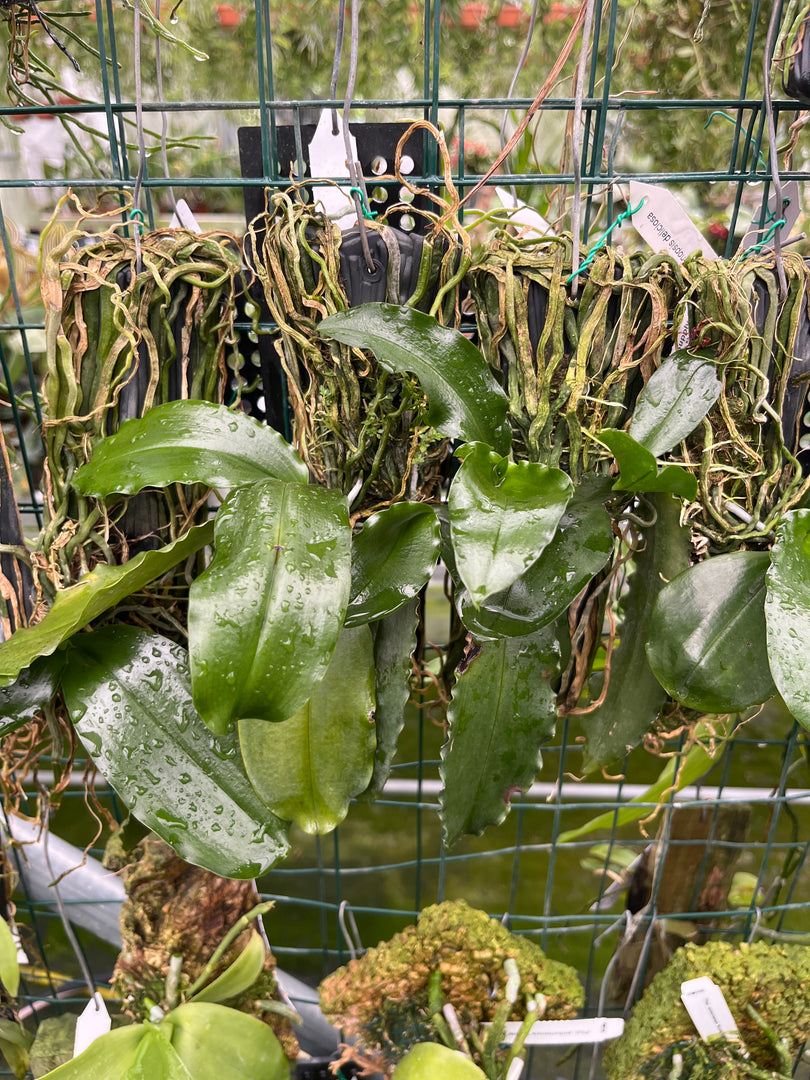 Phalaenopsis deliciosa