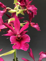 Carica l'immagine nel visualizzatore Galleria, Phaiocalanthe Kryptonite (Calanthe Rozel x P. tankervilleae)