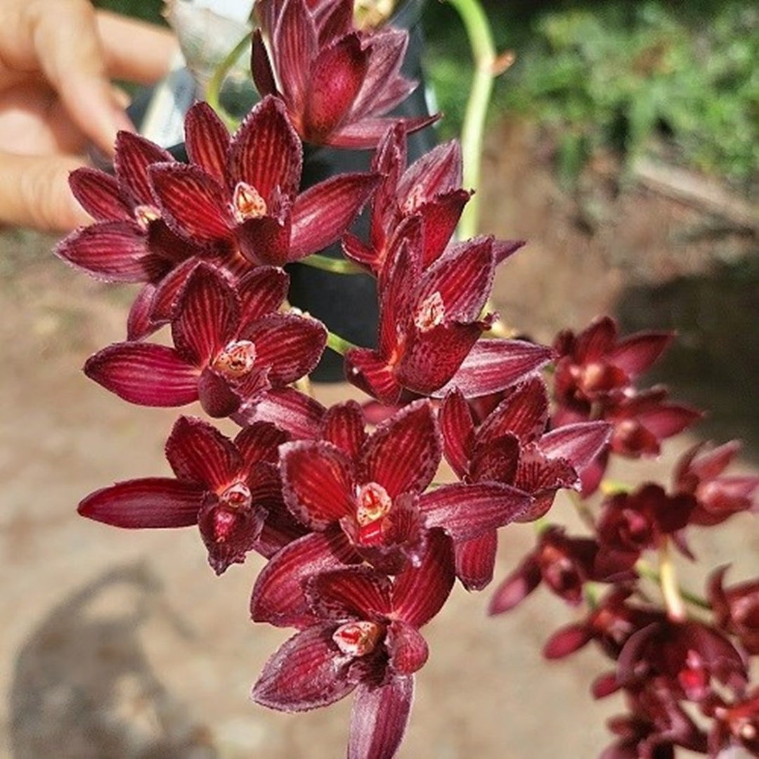 Mormodia Painted Desert 'HCC/AOS'