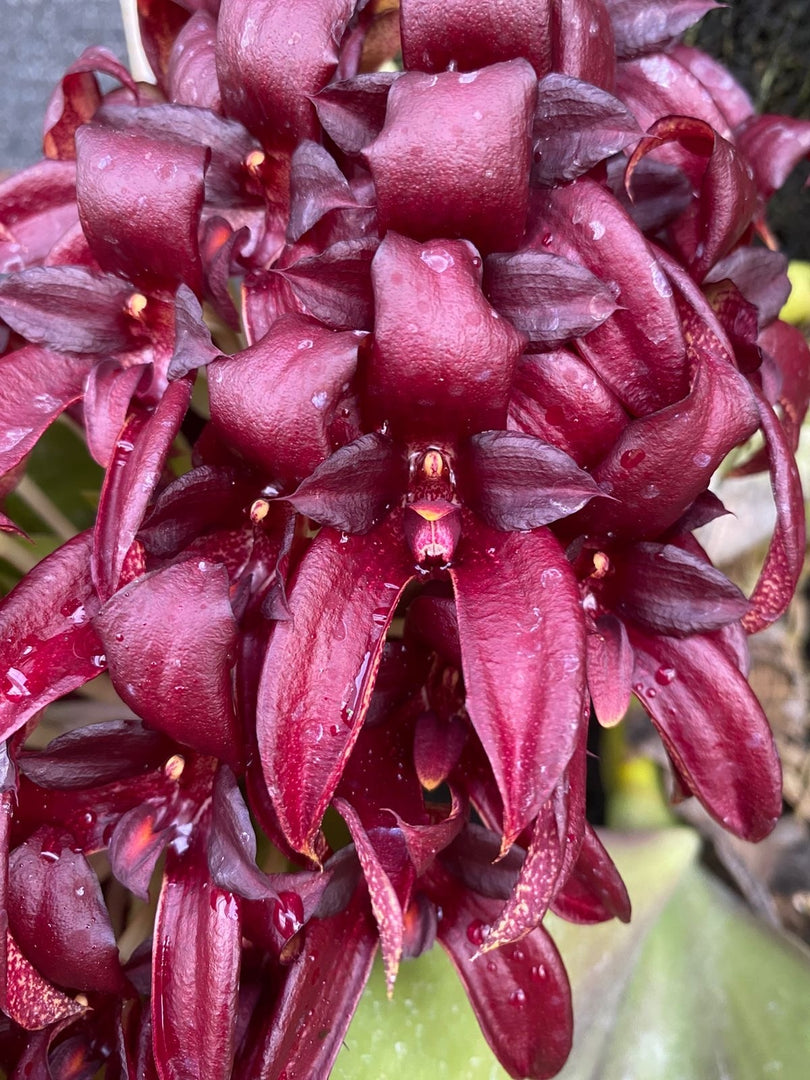 Bulbophyllum Wilbur Chang x sumatranum 'Red'