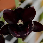 Carica l&#39;immagine nel visualizzatore Galleria, Fredclarkeara After Hours
