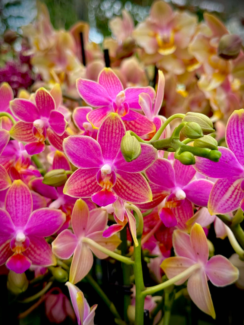 Phalaenopsis I-Hsin Golden Tangerine Ice
