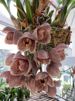 Carica l&#39;immagine nel visualizzatore Galleria, Acineta superba
