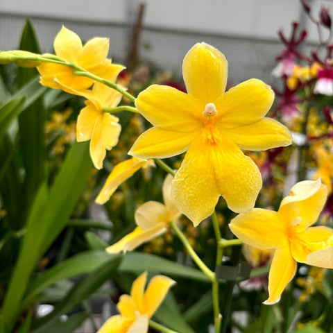 Burrageara Nelly Isler 'Yellow'