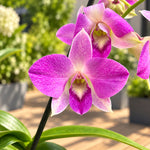 Carica l'immagine nel visualizzatore Galleria, Dendrobium Burana Pinky (Dendrobium Phalaenopsis)