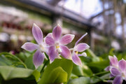 Phalaenopsis speciosa 'Iron Purple'