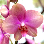 Load image into Gallery viewer, Phalaenopsis Fong Tien's Amapearl 'Cone Pearl CL913G'